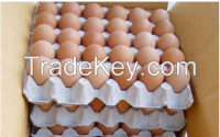 Fresh Chicken Eggs and Eggs Products