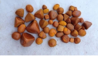 Quality Dried Cow Ox Gallstones