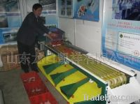 XGJ-XXHS type fruit grading machine ( for small tomatoes, cherry tomato