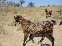 Dual-purpose Animals