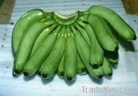 Cavendish Banana