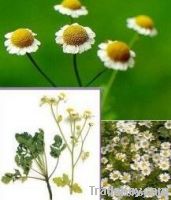 Feverfew Extract