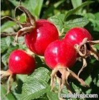 Rose Hips Extract