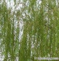 White Willow bark extract