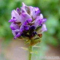 Psoralea corylifolia L. P.E