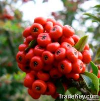 Glossy Privet Fruit Extract