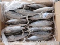 Bonito Fish Frozen