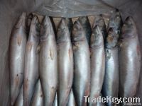pacific mackerel