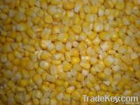 china iqf sweet corn