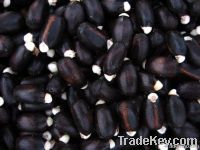 jatropha seeds, jojoba seeds