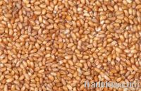 brown Teff grain, Oats, Quinoa, Millet, Spelt, Bulgur, Barley, Sorghum Suppliers, Exporters