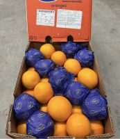 Fresh Valencia Oranges - South Africa Peak