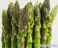 Asparagus