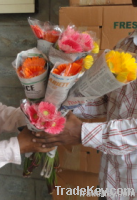 Gerbera Flower | Fresh Cut Flowers