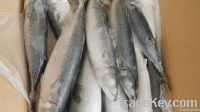 Good Quality 500-600g/pc Mackerel Frozen Fresh Fish