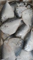 frozen whole round moonfish