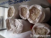 White Beans Western Macedonia