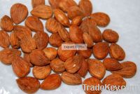 Apricot Kernel Seed