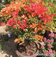 Bougainvillea