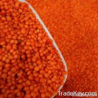 Whole Red Lentil