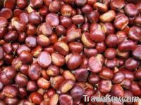 Natural Chestnuts
