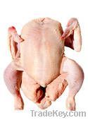 sunpure fresh chicken meat