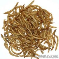 Premium Dried Mealworms for Your Pets