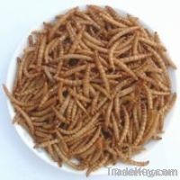 High Quality Dried Mealworms for Dogs Food