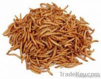 Premuim Dried Mealworms for Fish Bait