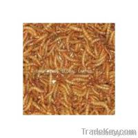 Wild Bird Food Dried Mealworms