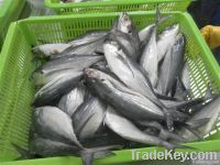 Frozen Horse Mackerel Whole Round For