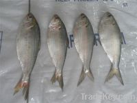 Frozen Sardine Fish Whole Round For