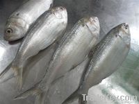 Frozen Dotted Gizzard Shad Fish Whole