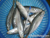 Frozen Round Scad Or Japanese Scad