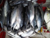 Frozen Bonito Tuna Whole Round For