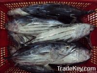 Frozen Skipjack Tuna Whole Round For