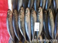 Frozen Layang Scad Or Muroaji Whole