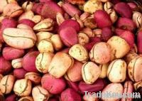 Red Kola Nut | Bitter Kola Nut