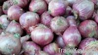 Fresh Onions