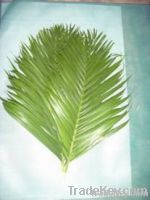 inquaries for greeneries/cut leaves