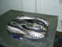 Jack Mackerel, Frozen Whole Round