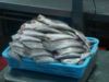 HAKE (Merluza) , (H & G) , Frozen