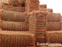 Coir Fiber From India