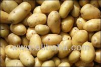 Potato From Bangladesh