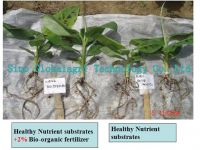 Overcome banana wilt disease bio-organic fertilizer