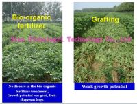 Overcome watermelon wilt disease bio organic fertilizer