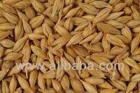 Animal Feed Barley, Ukraine