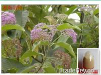 Callicarpa Nudiflora Dry Extract