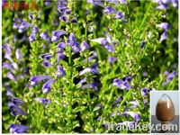 Scutellaria Extract