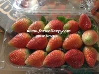 Fresh Strawberry